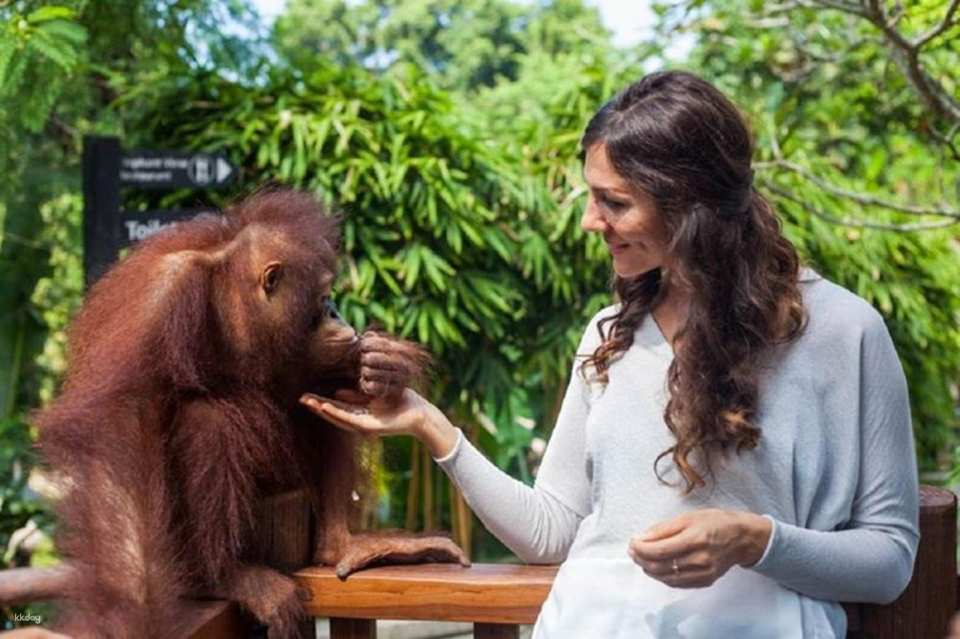 Bali Zoo Breakfast with Orangutan | Intimate Wildlife Dining Experience at Bali Zoo | Departure from Bali
