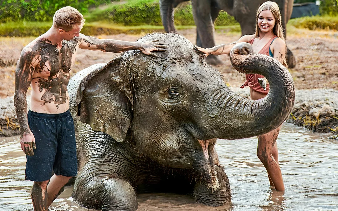 Bali Zoo Combo: Entry Ticket, Breakfast with Orangutans & Elephant Mud Fun Image 3