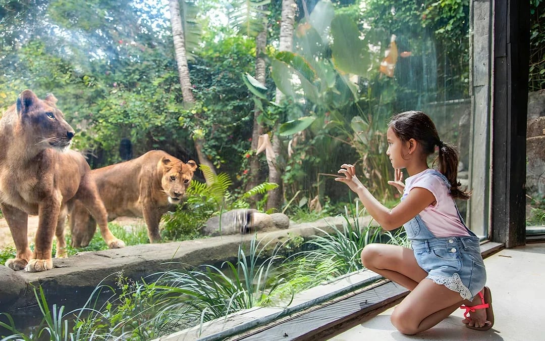 Bali Zoo Combo: Entry Ticket, Breakfast with Orangutans & Elephant Mud Fun Image 6