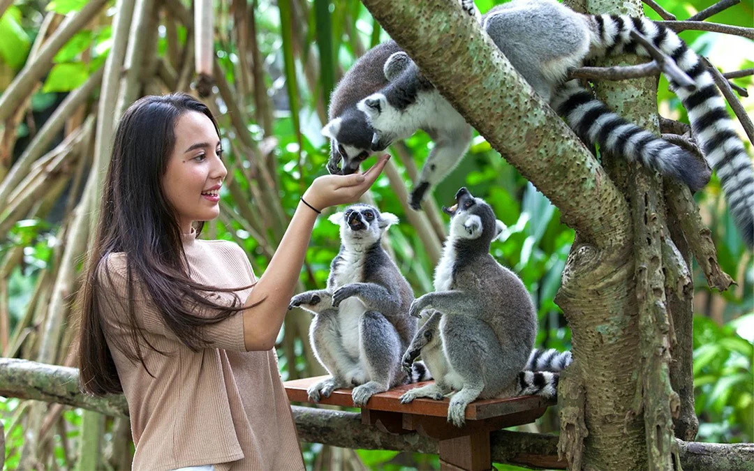Bali Zoo Entry Tickets  Image 12