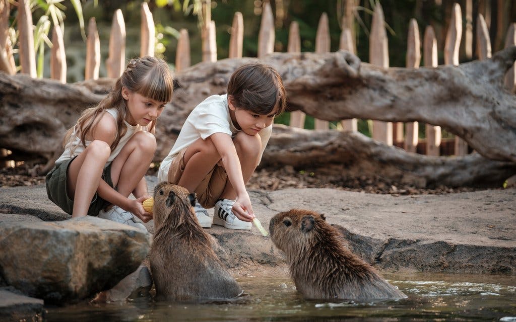  Bali Zoo Tickets + Breakfast with Orangutans  
 Image 5