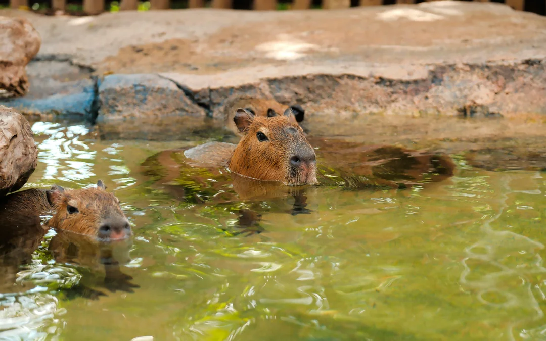 Bali Zoo Tickets with Capybara Interaction & Optional Brunch Image 5