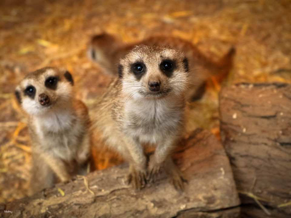 Ballarat Wildlife Park Entry Ticket | Victoria