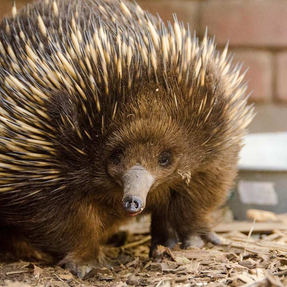 Ballarat Wildlife Park Entry Ticket | Victoria