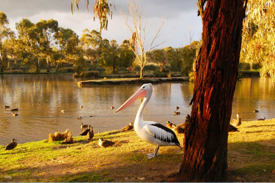 Ballarat Wildlife Park Entry Ticket | Victoria