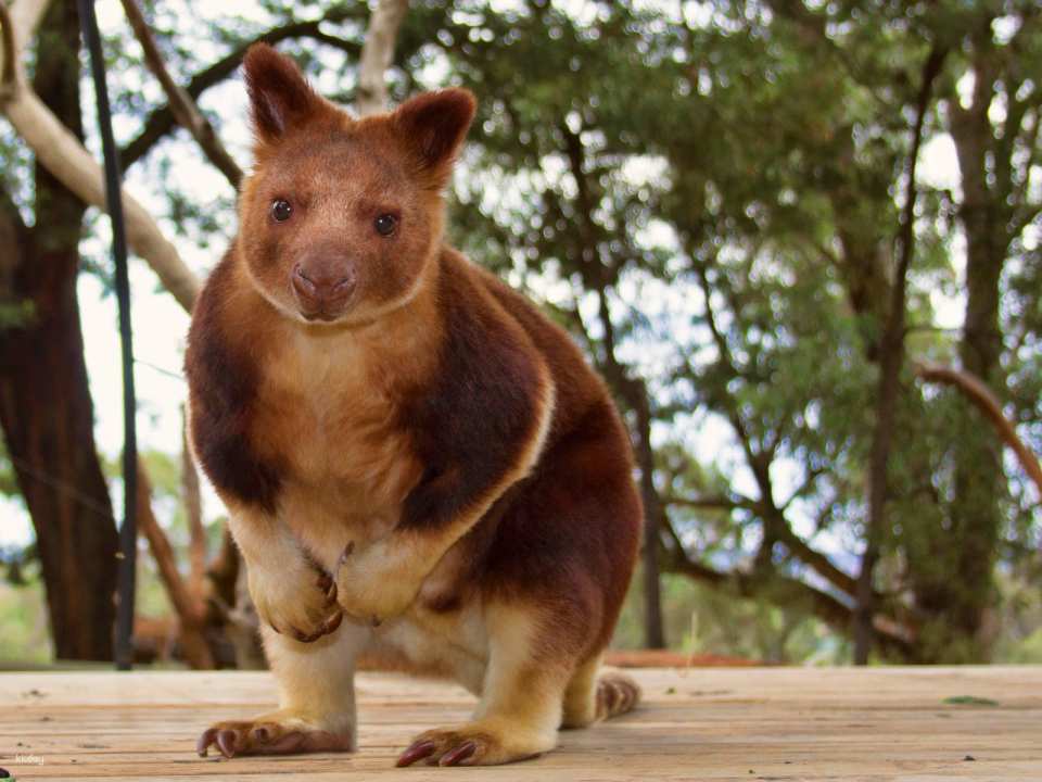 Ballarat Wildlife Park Entry Ticket | Victoria
