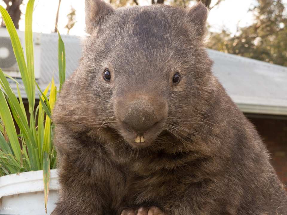 Ballarat Wildlife Park Entry Ticket | Victoria