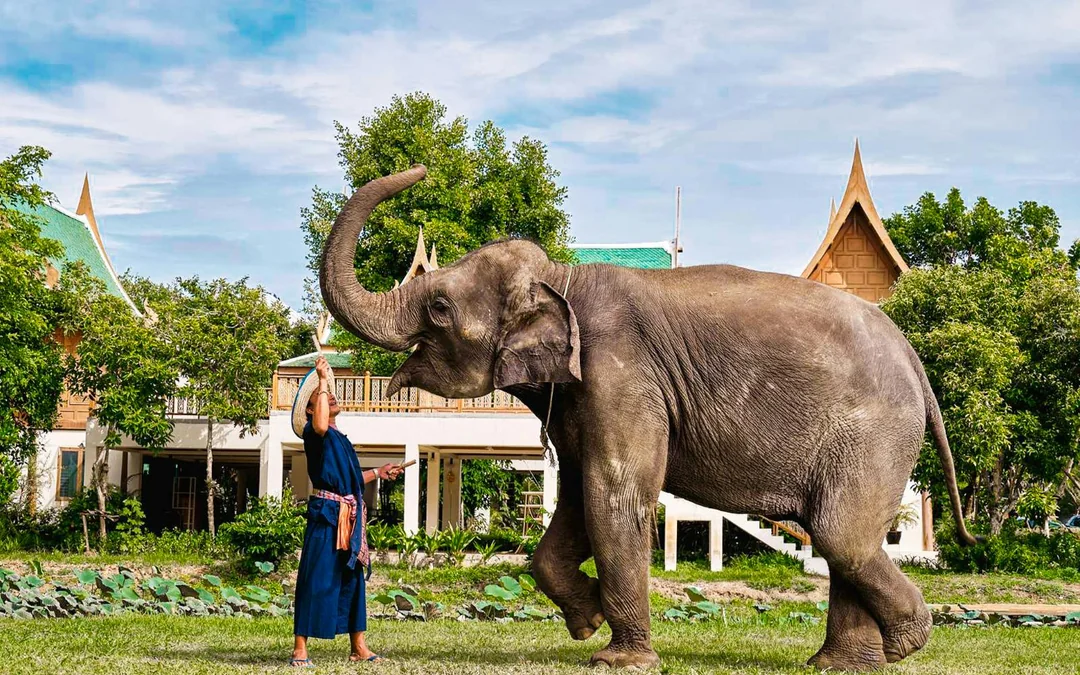 Bangkok Elephant Park Half-Day Elephant Care Experience Image 1