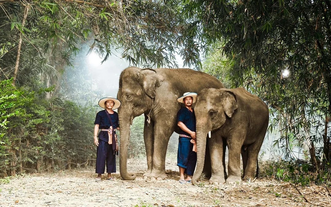 Bangkok Elephant Park Half-Day Elephant Care Experience Image 4