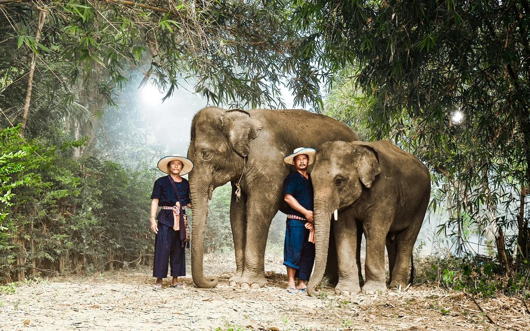 Bangkok Elephant Park Half-Day Elephant Care Experience Image 4