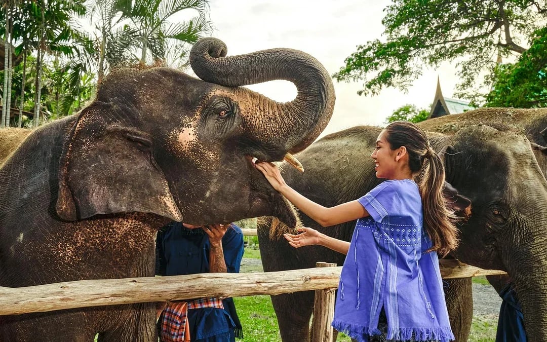 Bangkok Elephant Park Half-Day Elephant Care Experience Image 6
