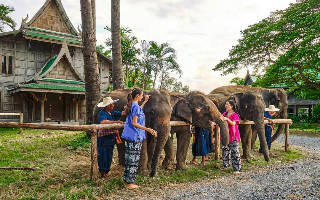 Bangkok Elephant Park Half-Day Elephant Care Experience Image 9