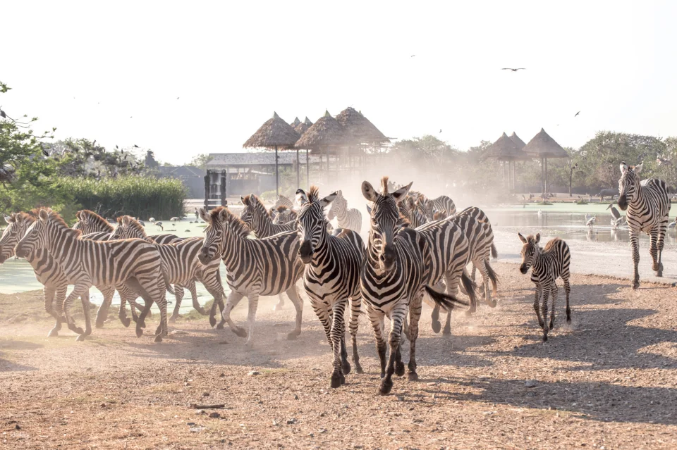 Bangkok Safari World Ticket | Thailand