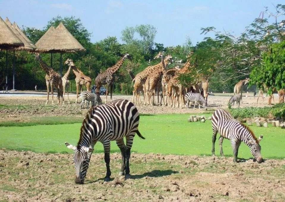 Bangkok Safari World Ticket | Thailand