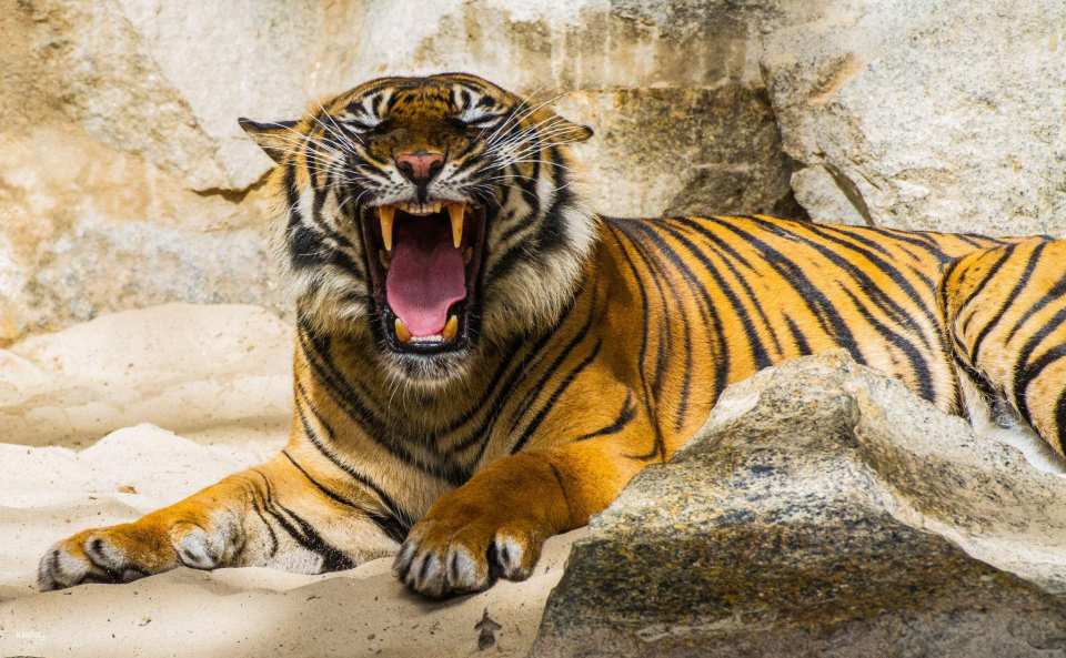 Bangkok Safari World Ticket | Thailand