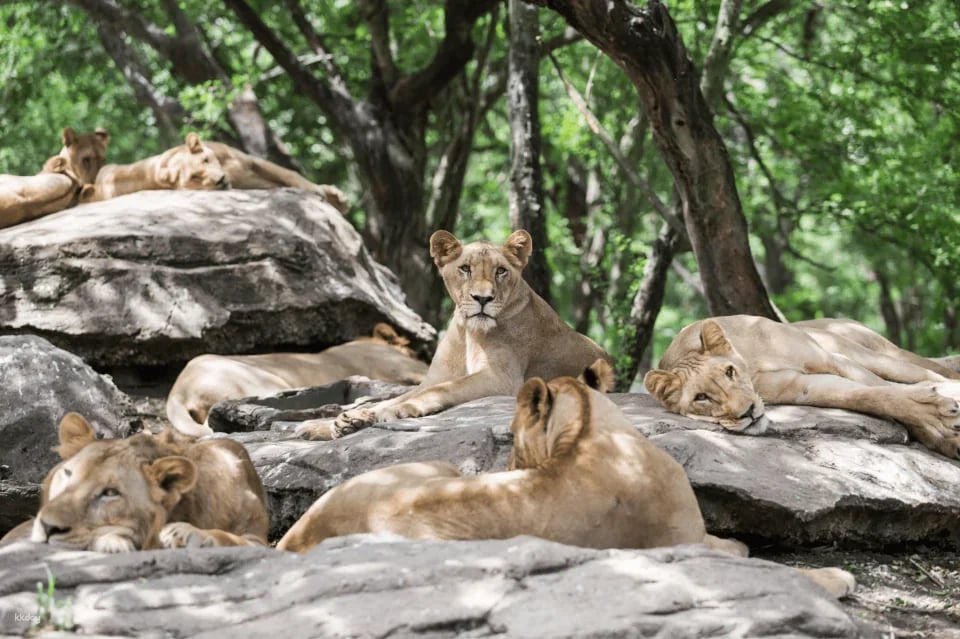 Bangkok Safari World Ticket | Thailand