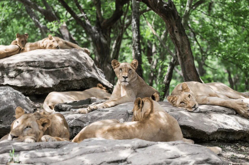 Bangkok Safari World Ticket | Thailand