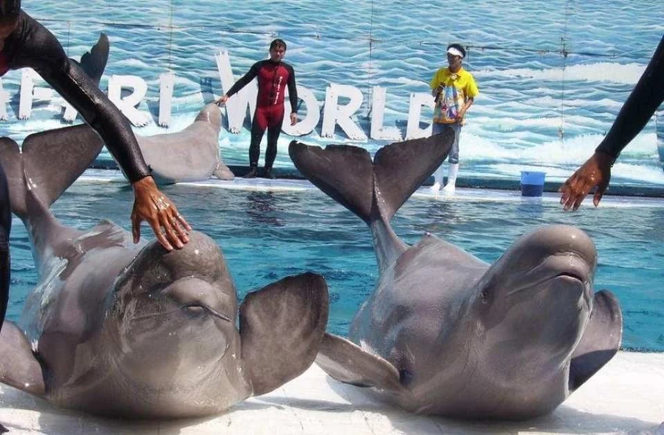 Bangkok Safari World Ticket | Thailand