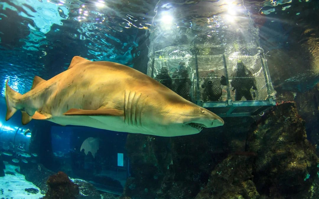 Barcelona Aquarium Flexible Entry Tickets Image 1
