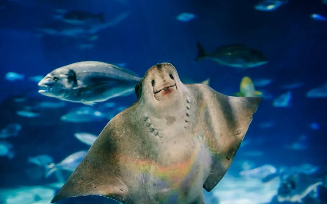 Barcelona Aquarium Flexible Entry Tickets Image 6