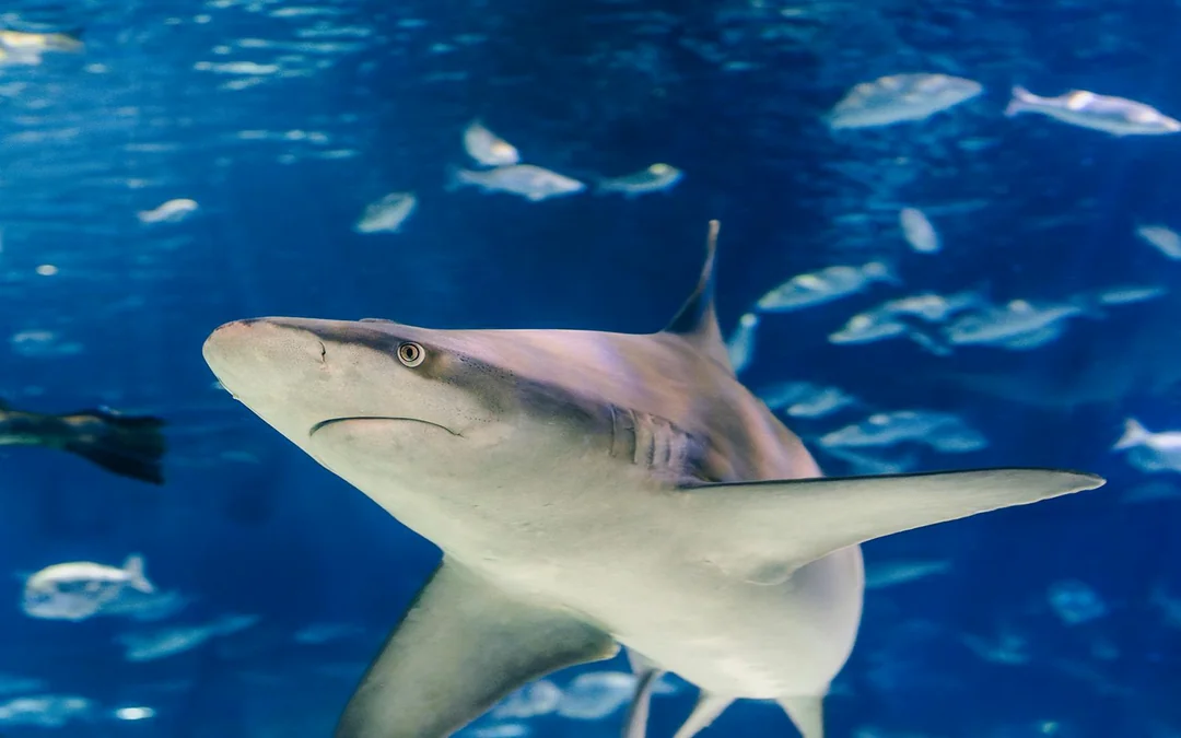Barcelona Aquarium Skip-the-Line Tickets Image 4