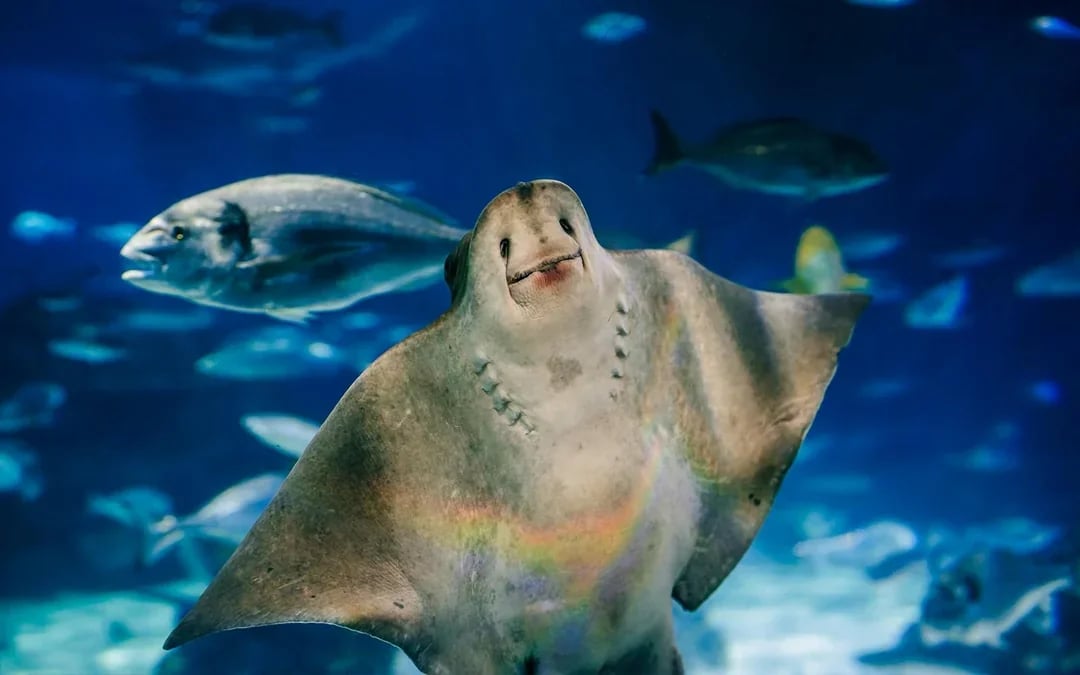 Barcelona Aquarium Skip-the-Line Tickets Image 7