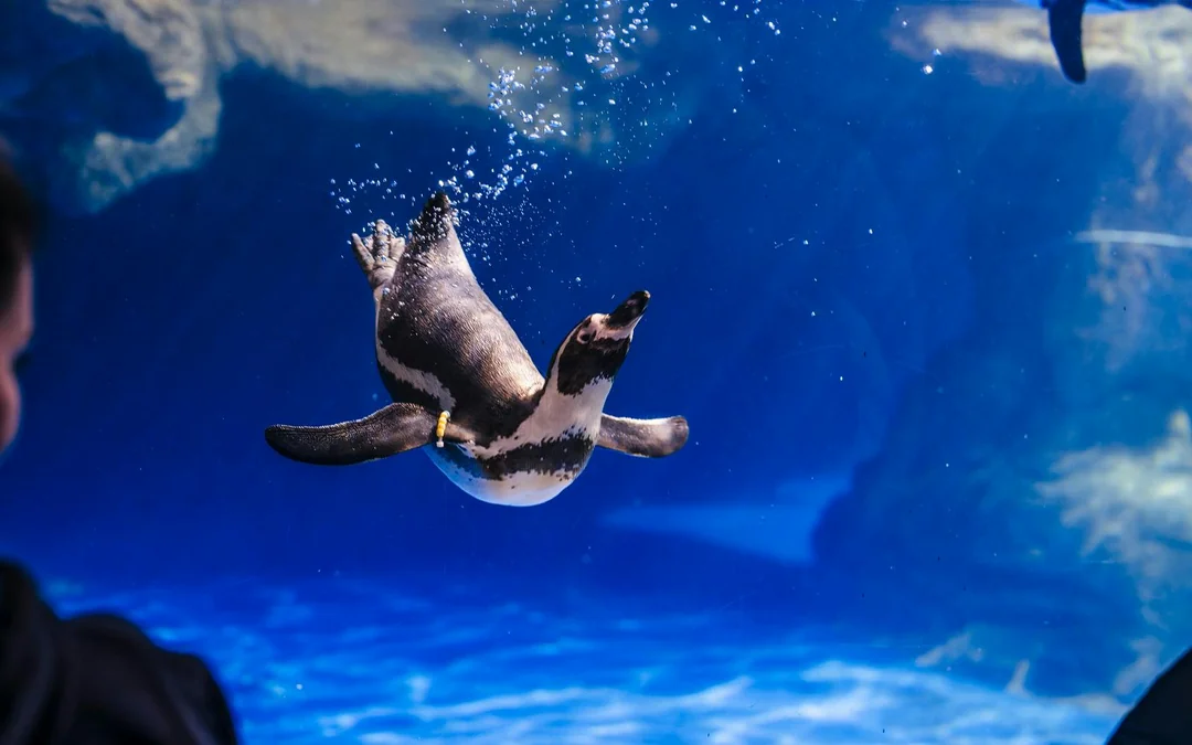 Barcelona Aquarium Skip-the-Line Tickets Image 8