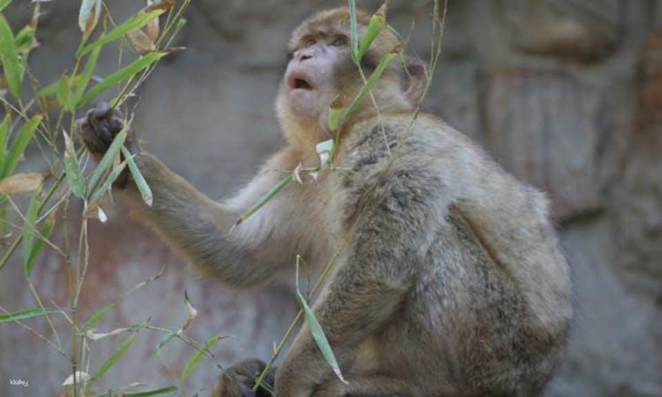 Barcelona Zoo Admission Tickets