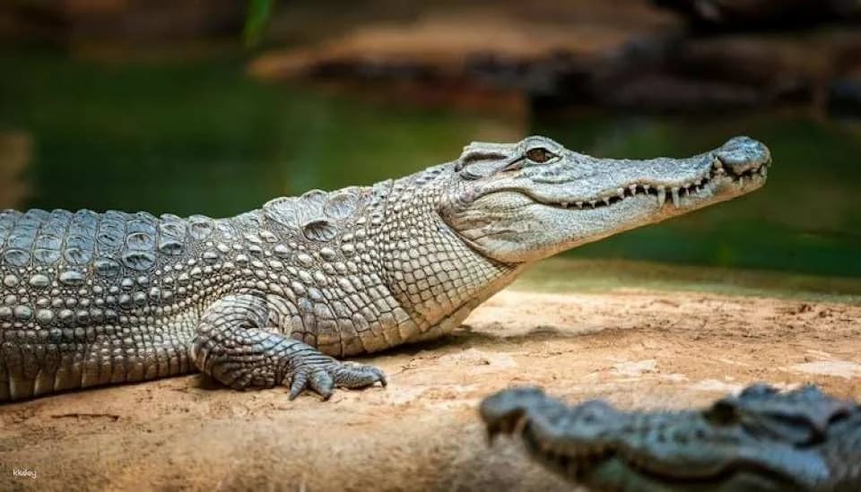 Barcelona Zoo Admission Tickets