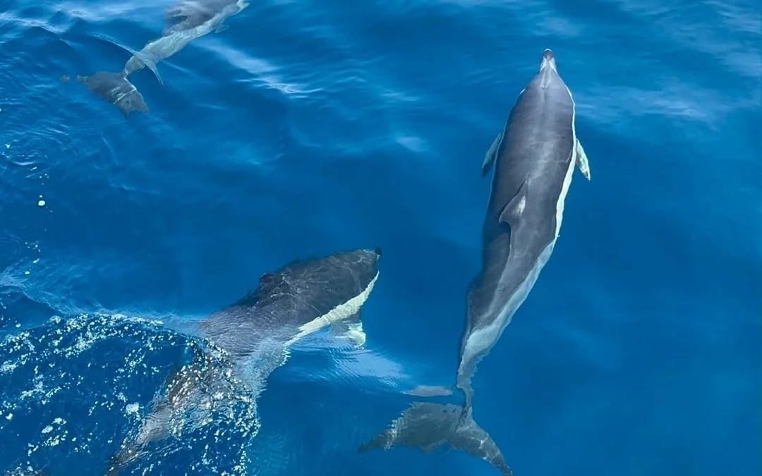Benalmádena Dolphin-Watching Small-Group Cruise on Salacia with Snorkeling, Paddle Surf, and Unlimited Snacks and Drinks Image 1