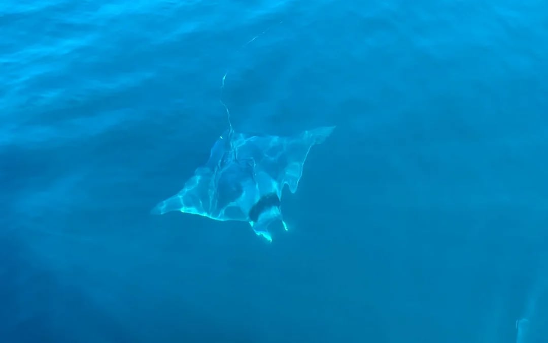 Benalmádena Dolphin-Watching Small-Group Cruise on Salacia with Snorkeling, Paddle Surf, and Unlimited Snacks and Drinks Image 3