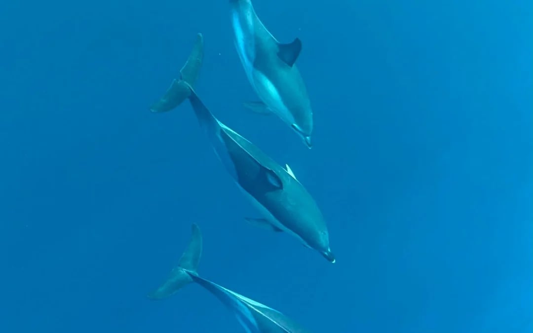 Benalmádena Dolphin-Watching Small-Group Cruise on Salacia with Snorkeling, Paddle Surf, and Unlimited Snacks and Drinks Image 7