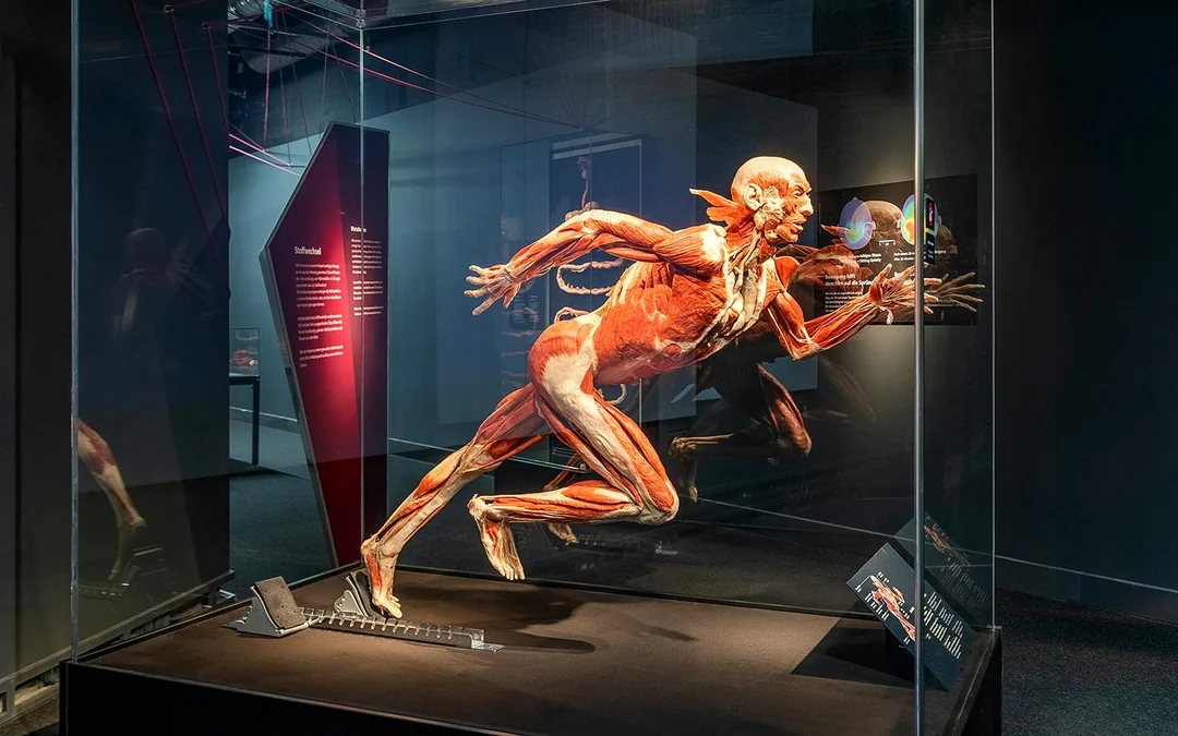 Berlin BODY WORLDS Museum Tickets Image 1