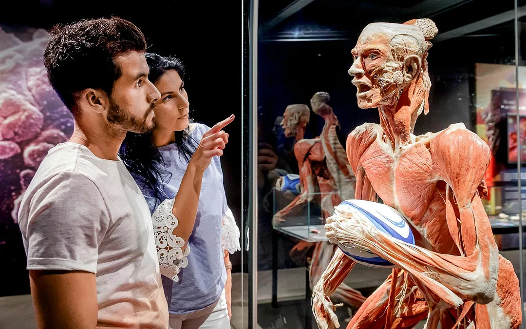 Berlin BODY WORLDS Museum Tickets Image 3