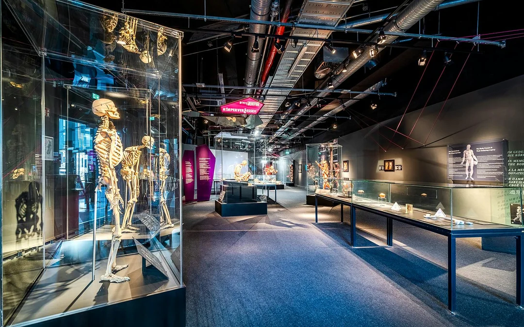 Berlin BODY WORLDS Museum Tickets Image 4