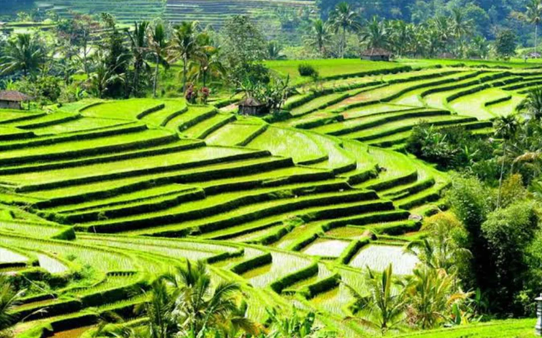 Best Ubud Tour: Monkey forest, Rice Terrace & Waterfall Image 3