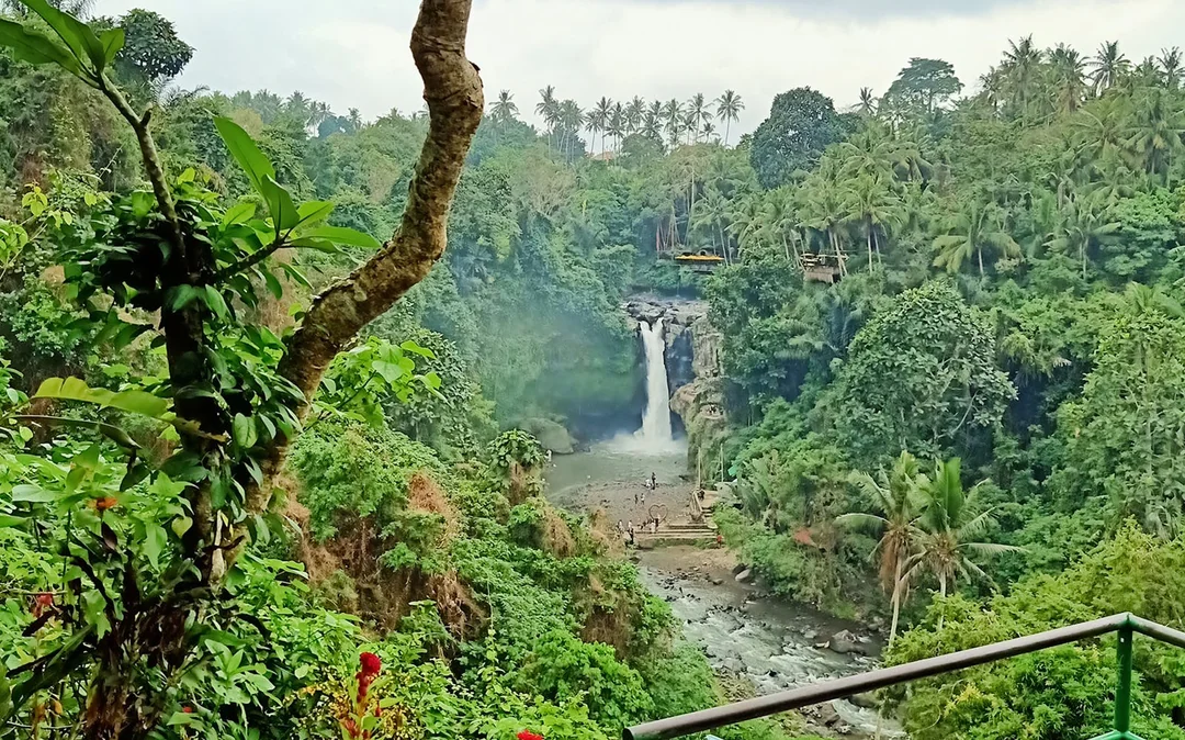 Best Ubud Tour: Monkey forest, Rice Terrace & Waterfall Image 5