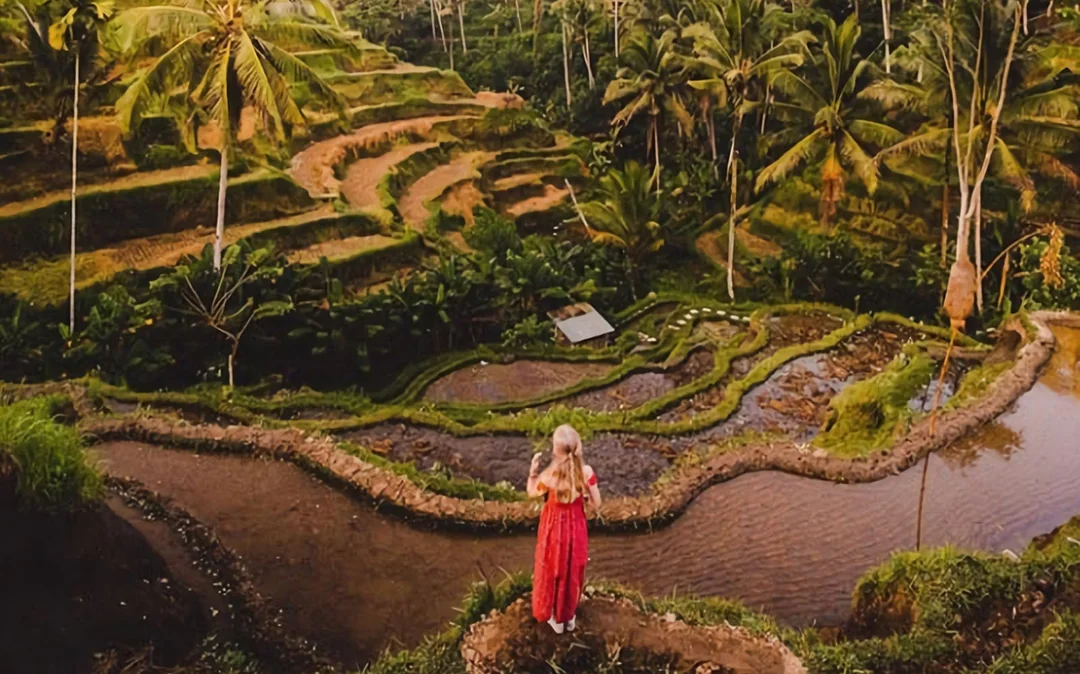 Best Ubud Tour: Monkey forest, Rice Terrace & Waterfall Image 6