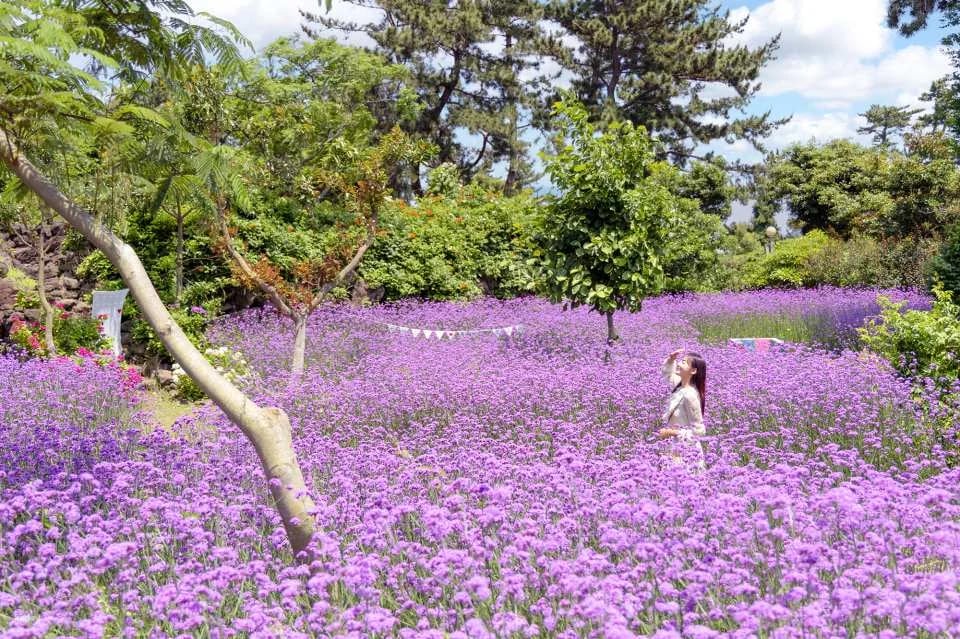 [Jeju] Bicheollin Theme Park