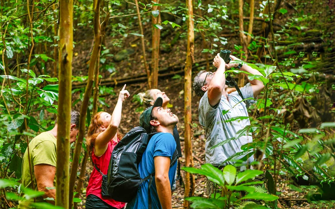Big Island: Hakalau Forest Birdwatching Tour Image 1