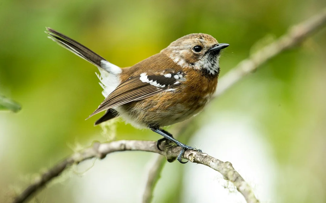 Big Island: Hakalau Forest Birdwatching Tour Image 2