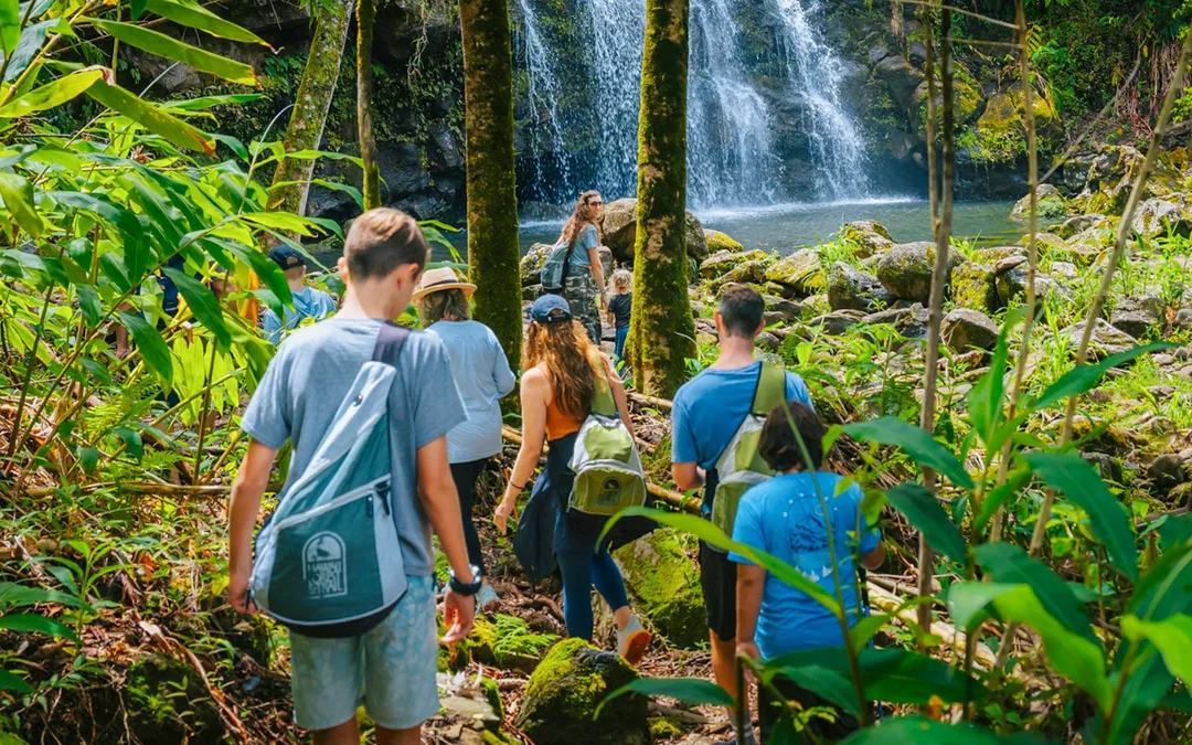 Big Island: Hakalau Forest Birdwatching Tour Image 3