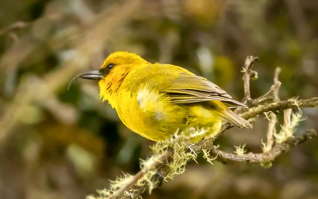 Big Island: Hakalau Forest Birdwatching Tour Image 4