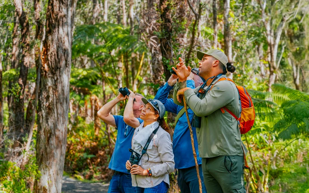 Big Island: Hakalau Forest Birdwatching Tour Image 5