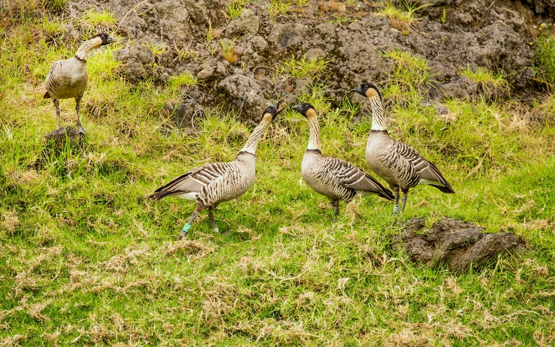 Big Island: Hakalau Forest Birdwatching Tour Image 10
