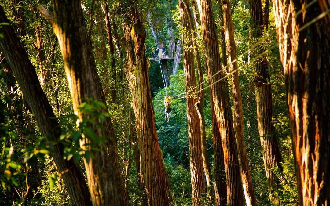 Big Island: Kohala Canopy Zipline Tickets Image 2