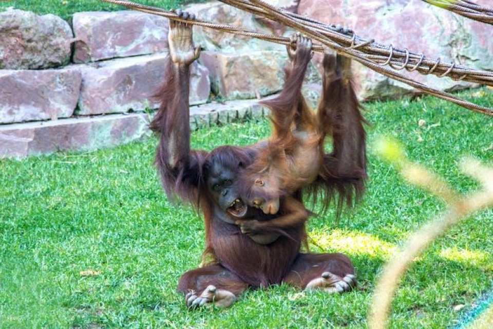 Bioparc Fuengirola