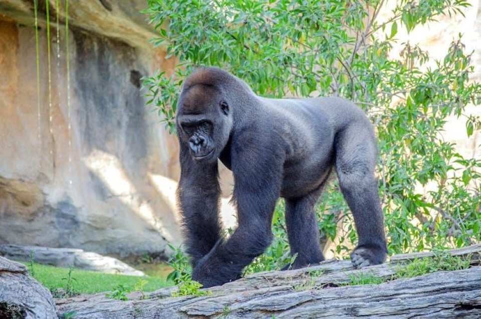 Bioparc Fuengirola