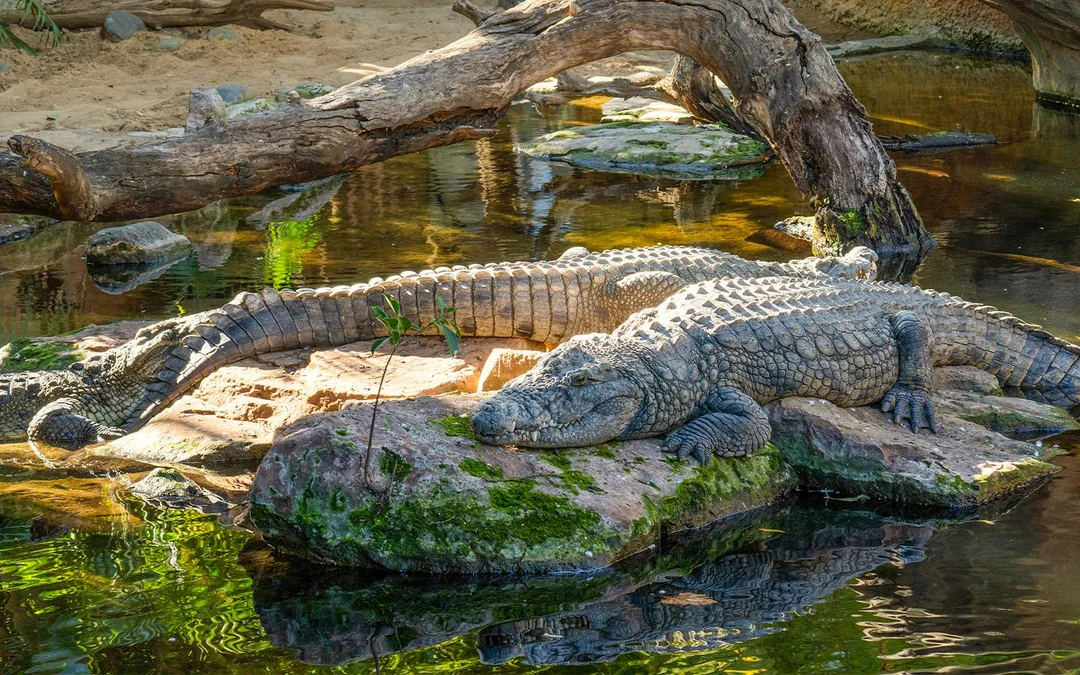 Bioparc Fuengirola Tickets Image 9