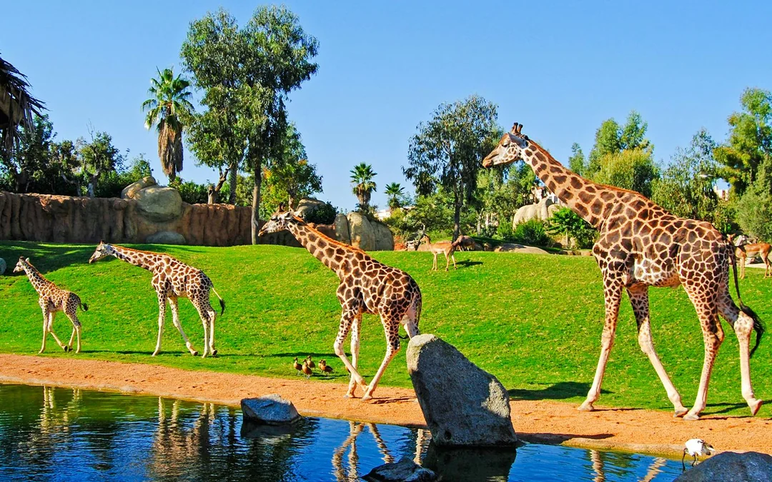 Bioparc Valencia Tickets Image 2